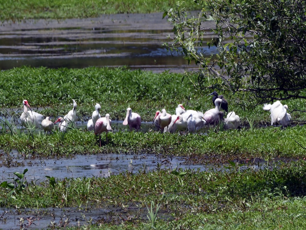 Roseate Spoonbill - ML619752592