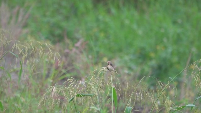 Golden-headed Cisticola - ML619752597