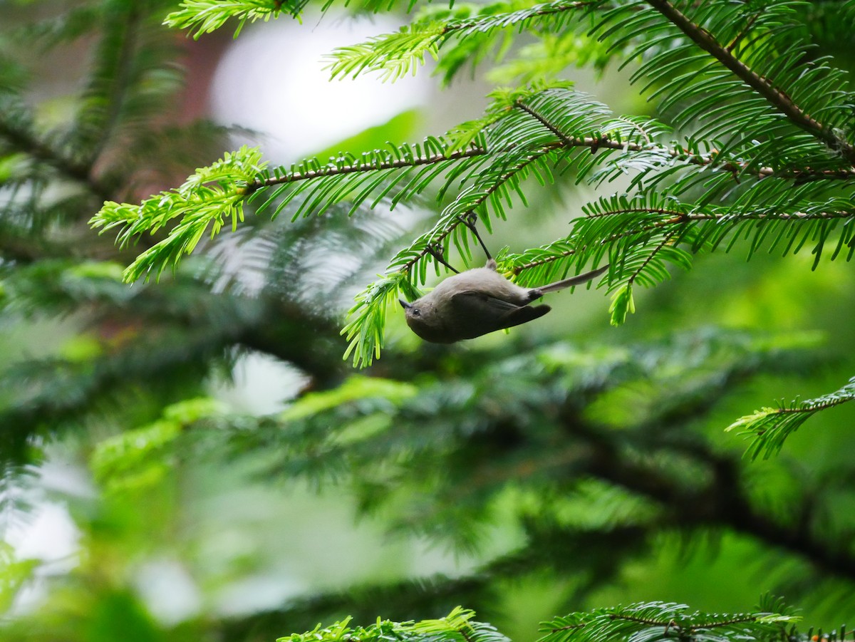 Bushtit - ML619752605