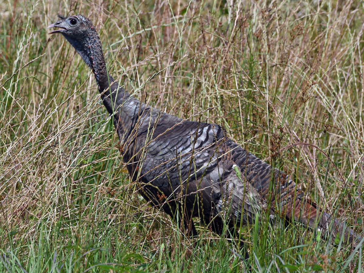 Wild Turkey - ML619752608