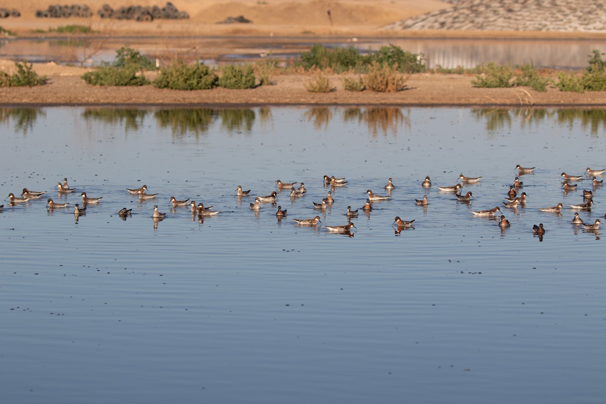 Red-necked Phalarope - ML619752613