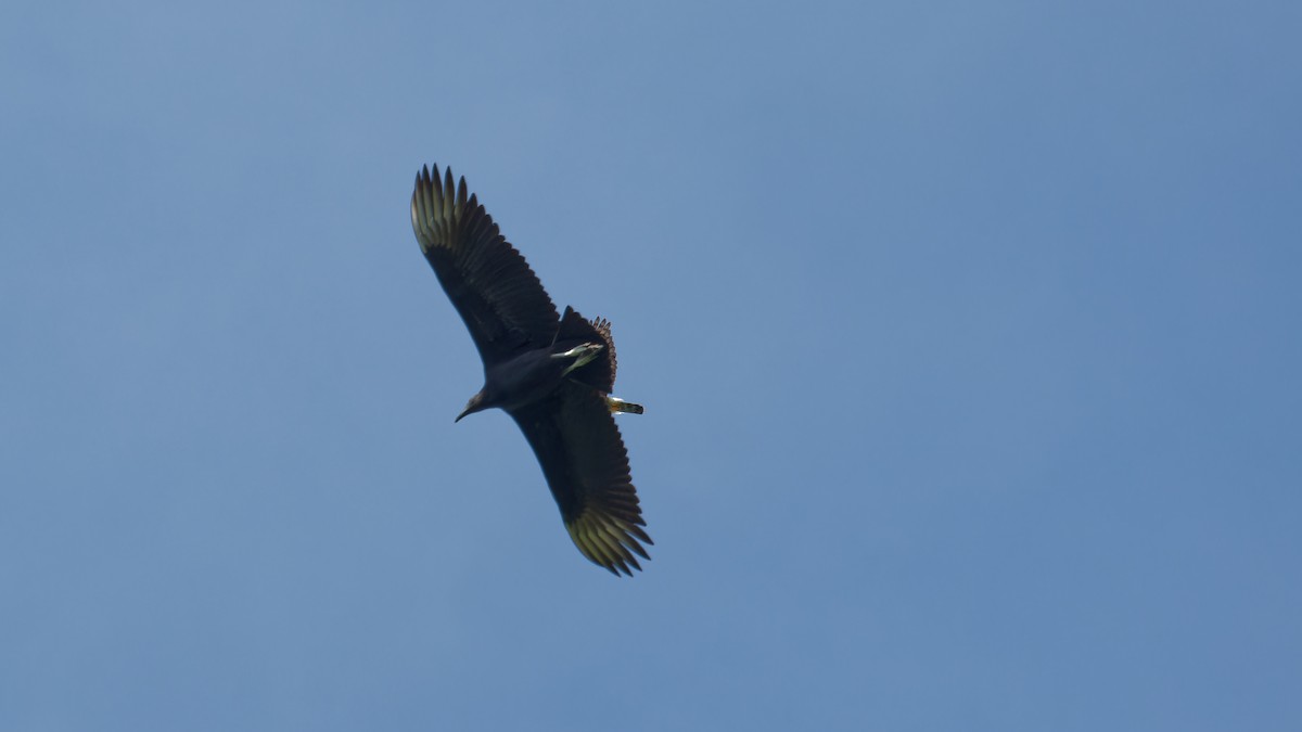 Black Vulture - ML619752616