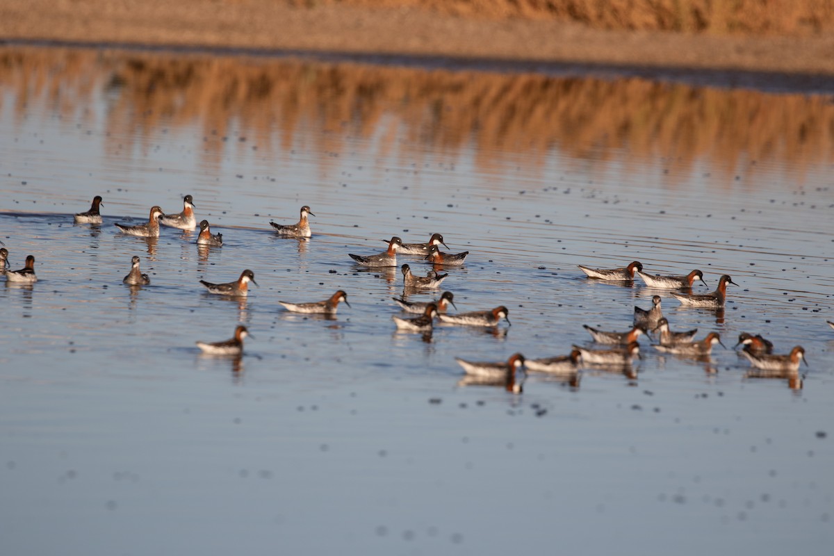 Red-necked Phalarope - ML619752618