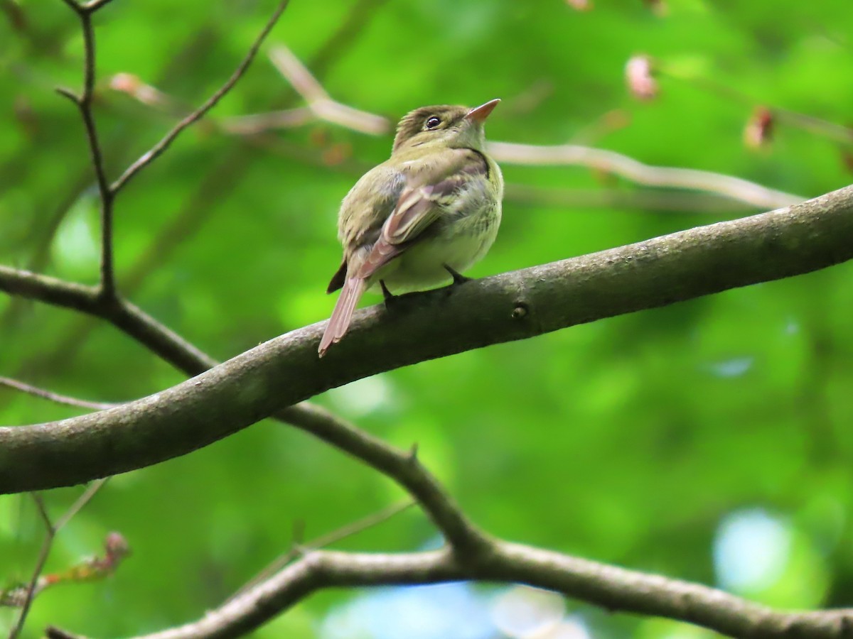 Acadian Flycatcher - ML619752619