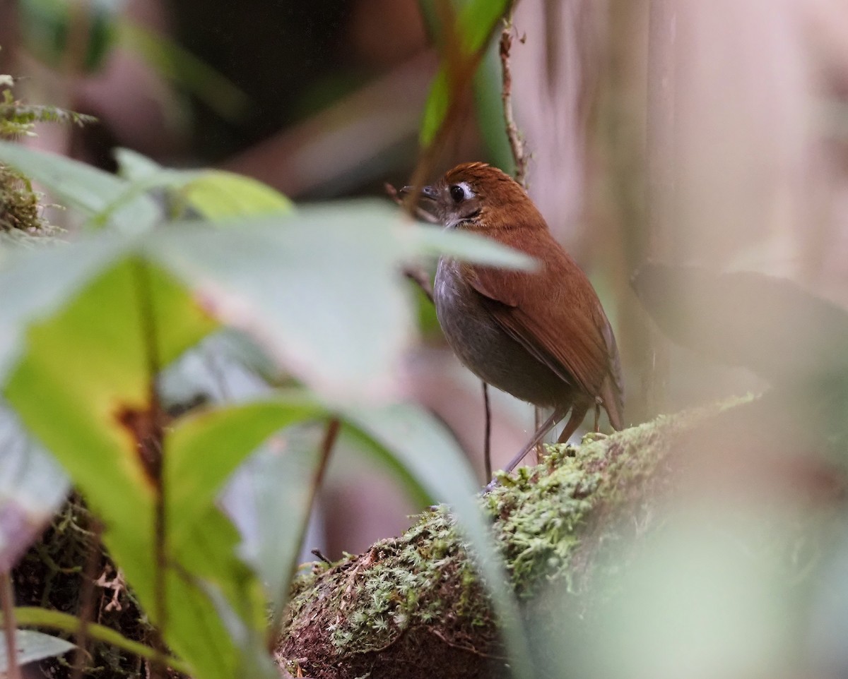 Tepui Antpitta - ML619752622