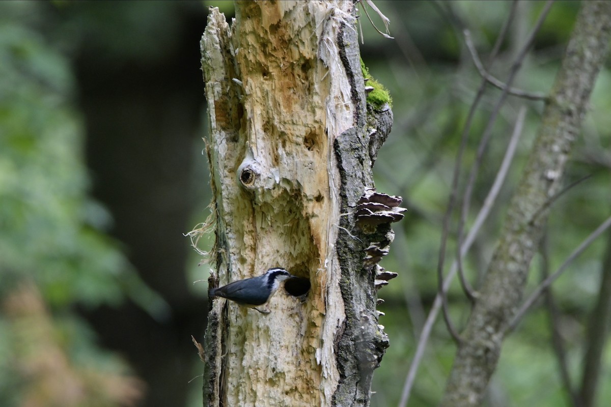 Red-breasted Nuthatch - ML619752624