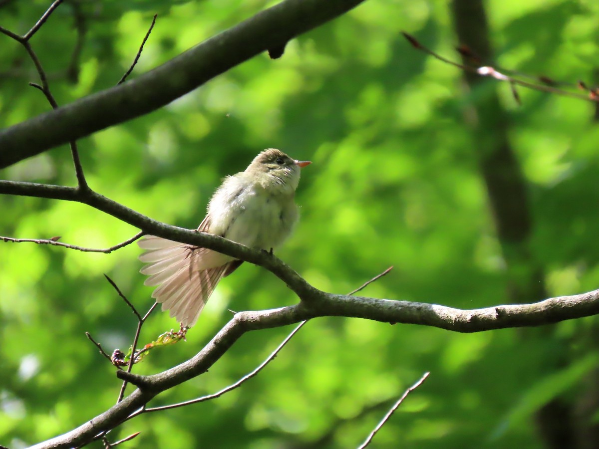 Acadian Flycatcher - ML619752632