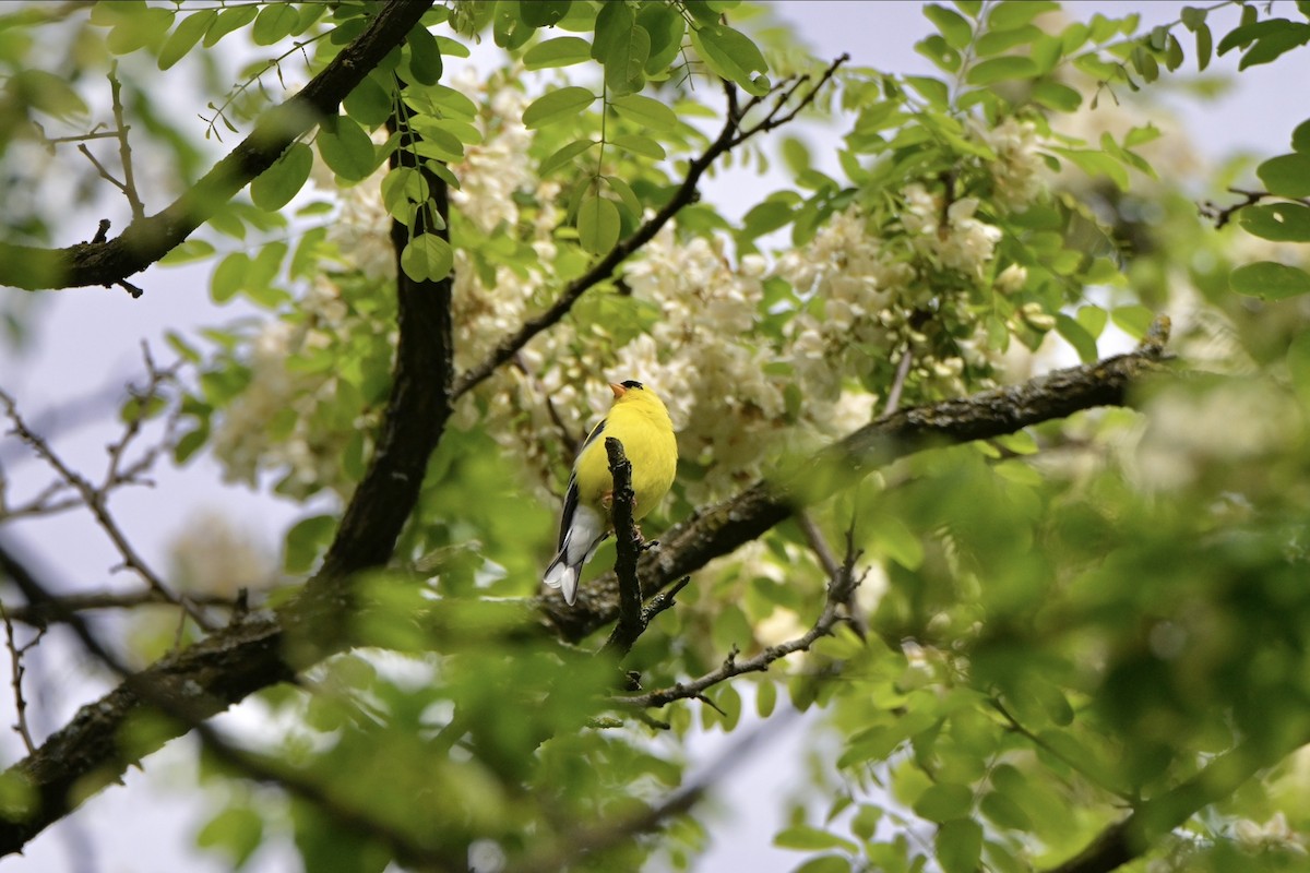 American Goldfinch - ML619752636