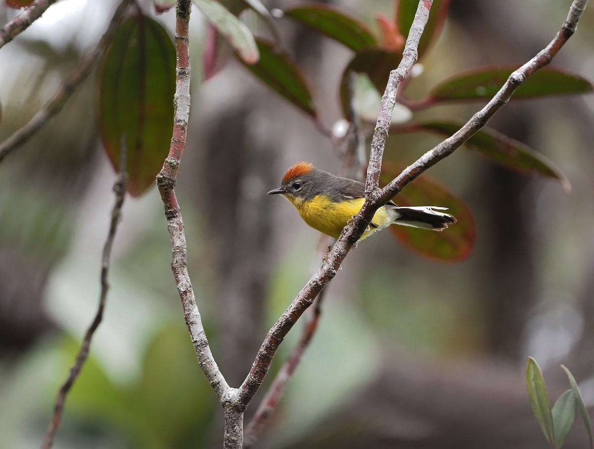 Tepui Redstart - ML619752644