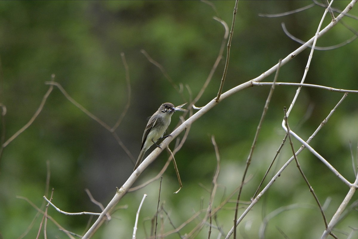 Eastern Phoebe - Josiah Santiago