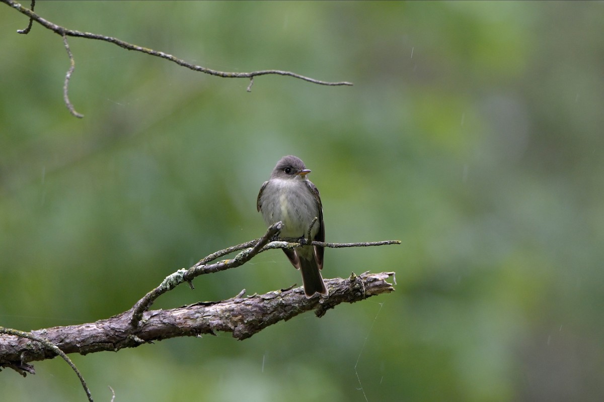 Eastern Wood-Pewee - ML619752658