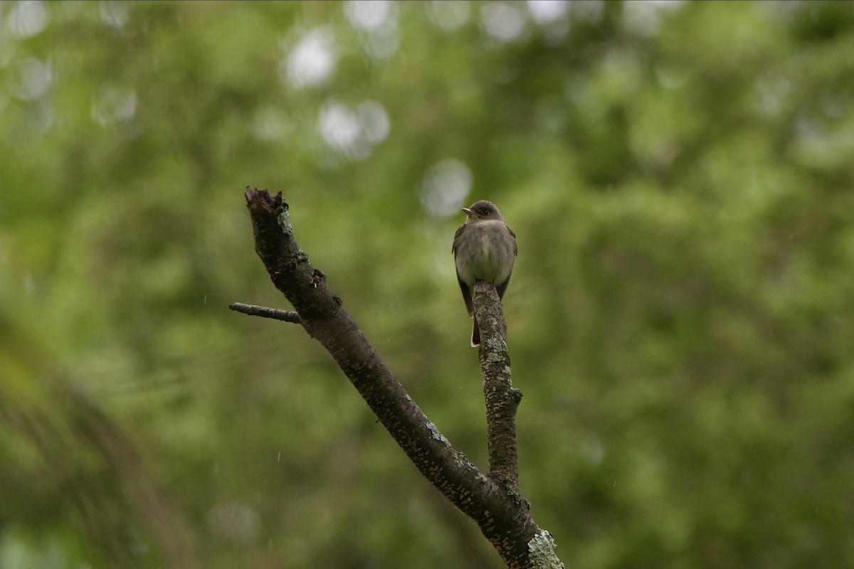 Eastern Wood-Pewee - ML619752661