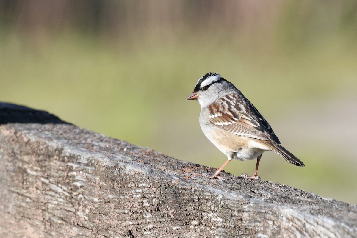 White-crowned Sparrow - ML619752664
