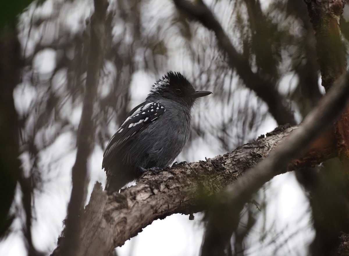 Streak-backed Antshrike - Eduardo Patrial | Ornis Birding Expeditions
