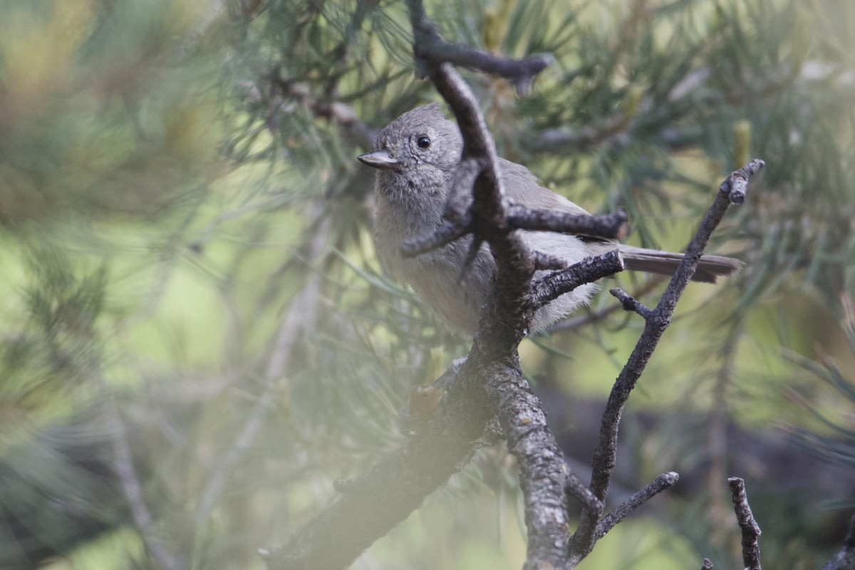 Juniper Titmouse - ML619752668