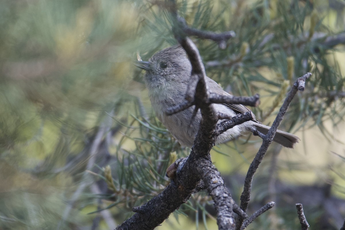 Juniper Titmouse - ML619752669