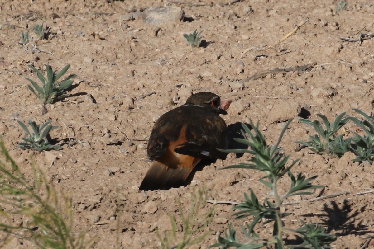 Killdeer - ML619752675