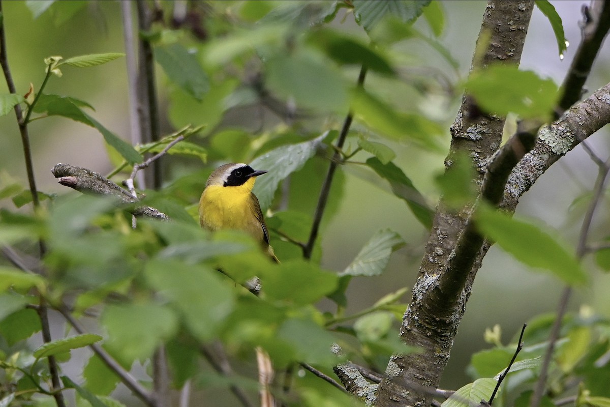 Common Yellowthroat - Josiah Santiago