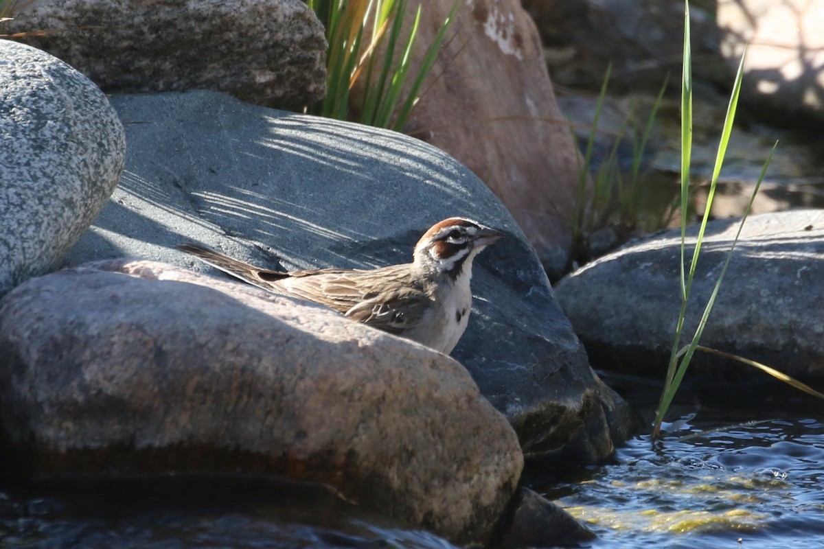 Lark Sparrow - ML619752684