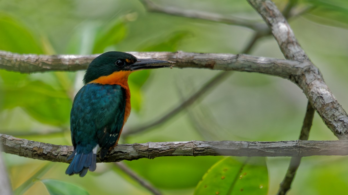 American Pygmy Kingfisher - ML619752687