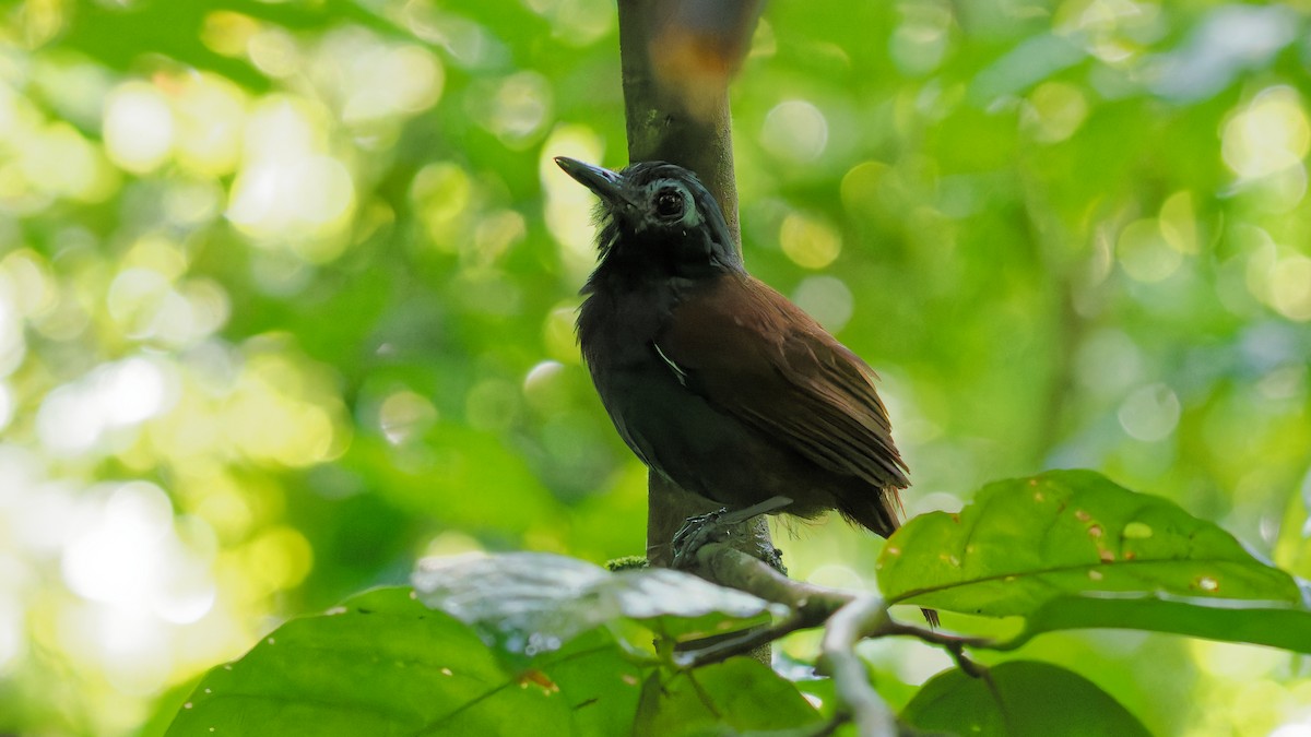 Chestnut-backed Antbird - Derek Stoll