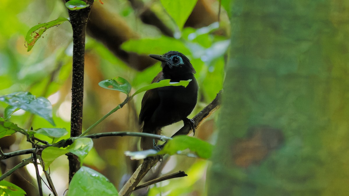 Chestnut-backed Antbird - ML619752704