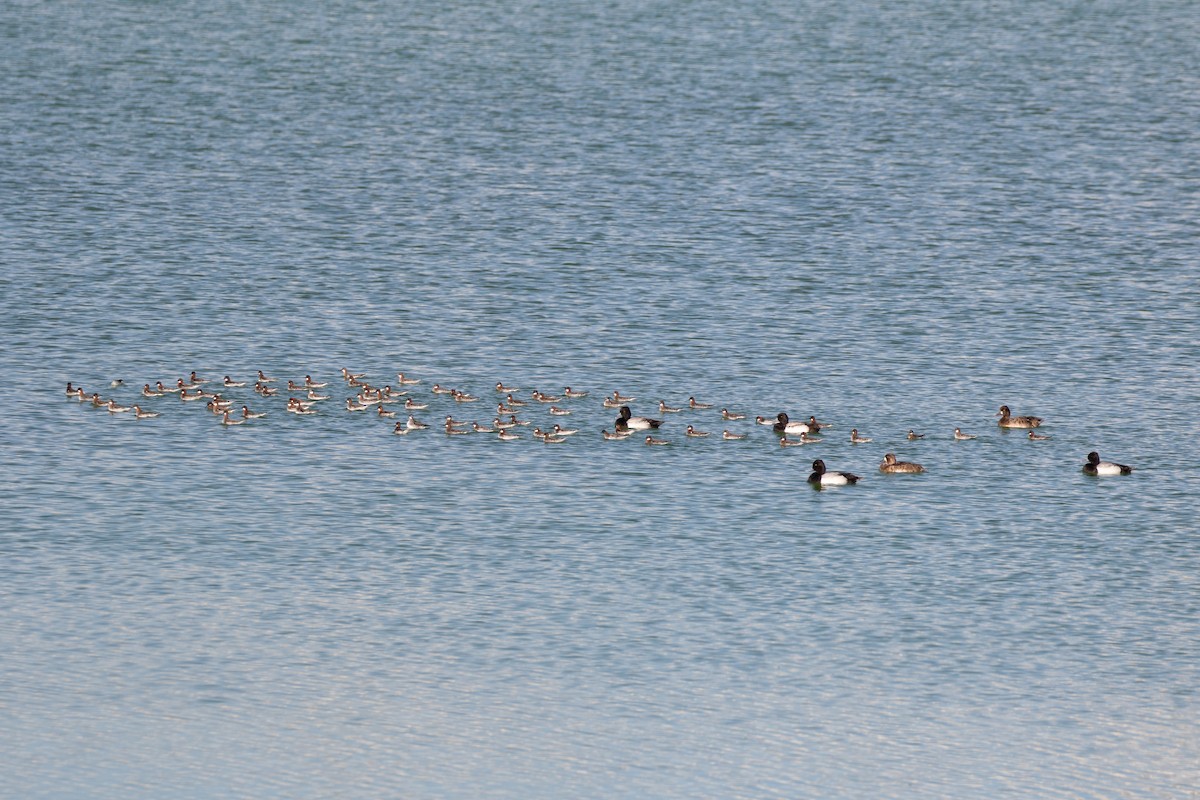 Lesser Scaup - ML619752722