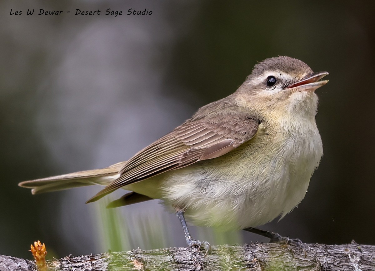 Warbling Vireo - ML619752725