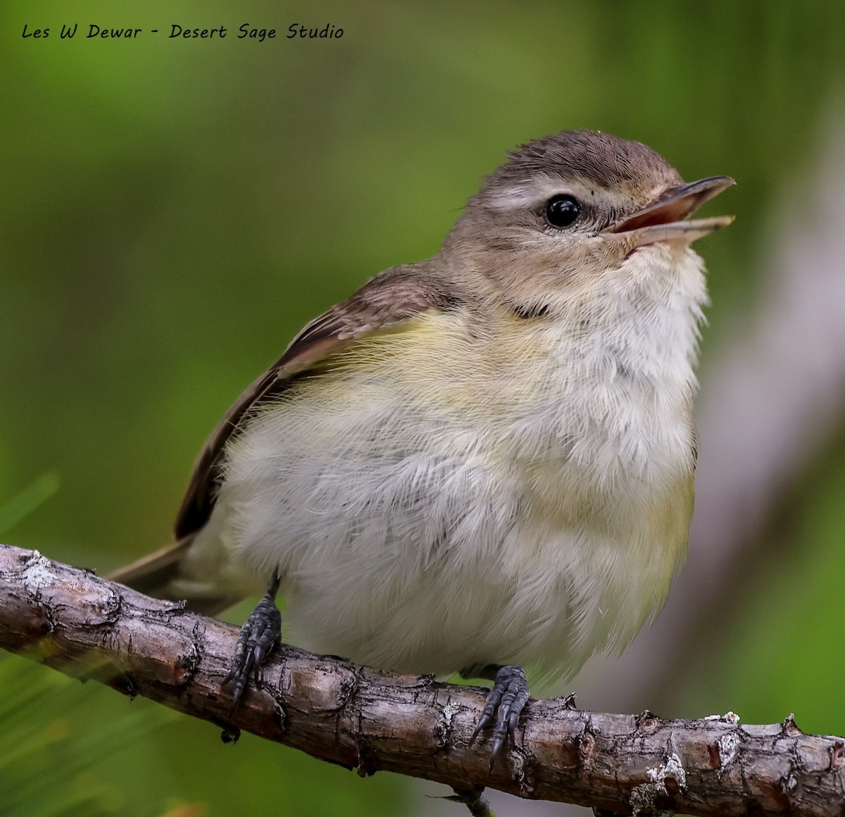 Warbling Vireo - Les Dewar