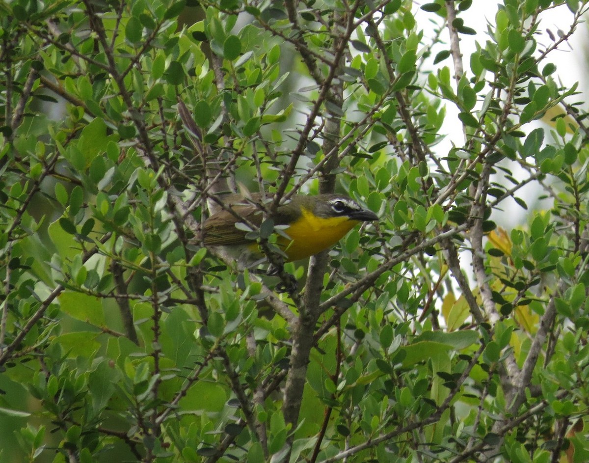 Yellow-breasted Chat - ML619752740