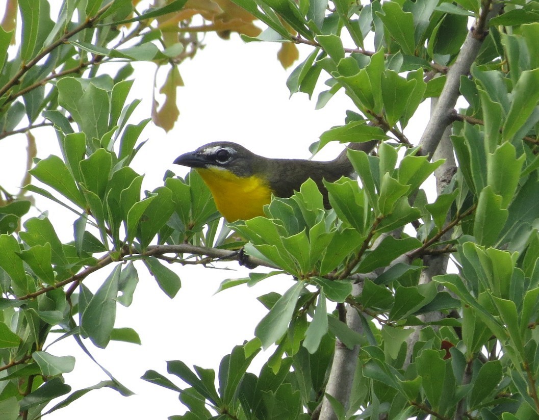 Yellow-breasted Chat - ML619752743