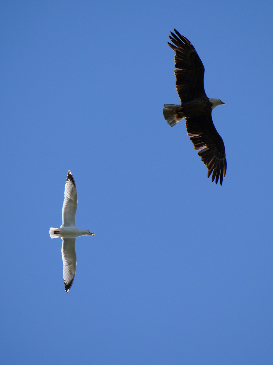 Weißkopf-Seeadler - ML619752755