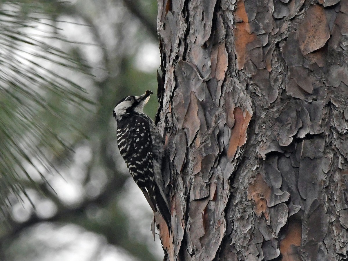 Red-cockaded Woodpecker - ML619752772