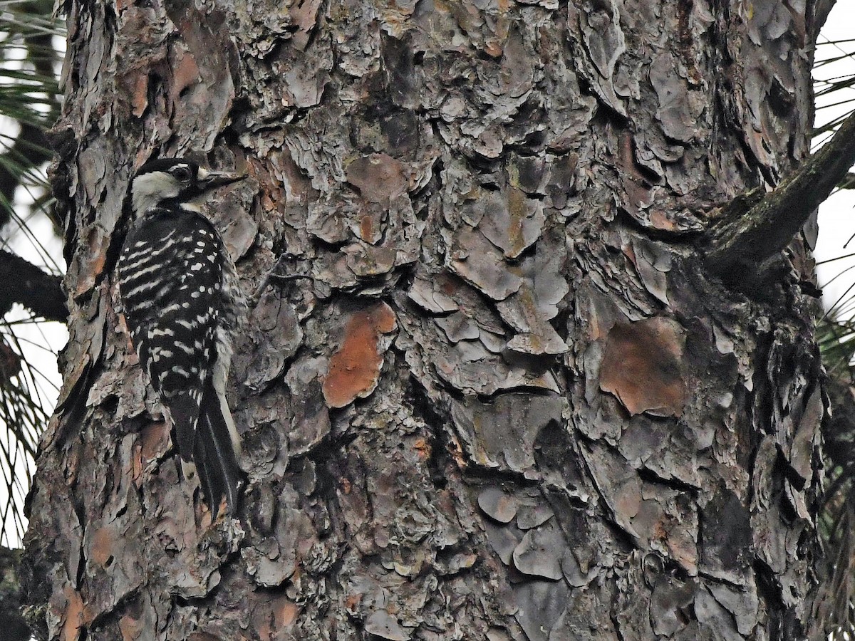 Red-cockaded Woodpecker - ML619752776