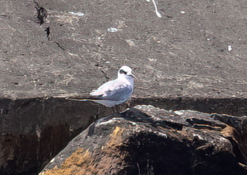 Forster's Tern - ML619752791