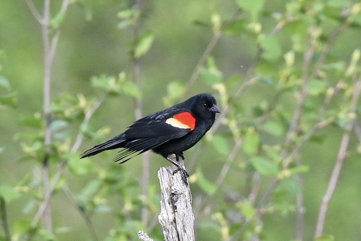 Red-winged Blackbird - ML619752807