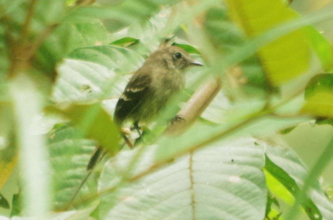 Olive-chested Flycatcher - ML619752812