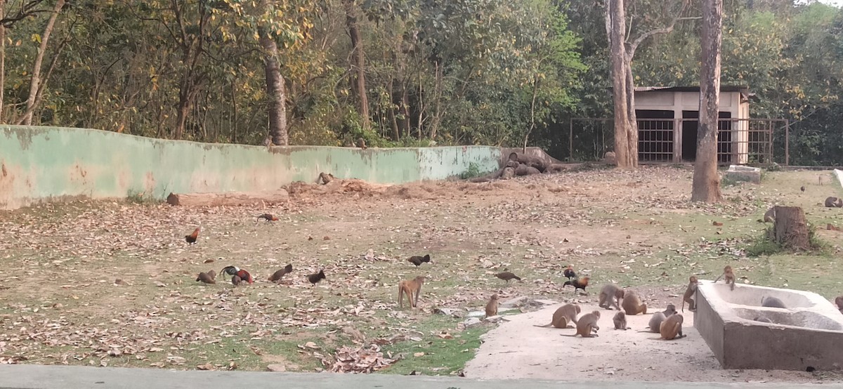 Red Junglefowl - ML619752816