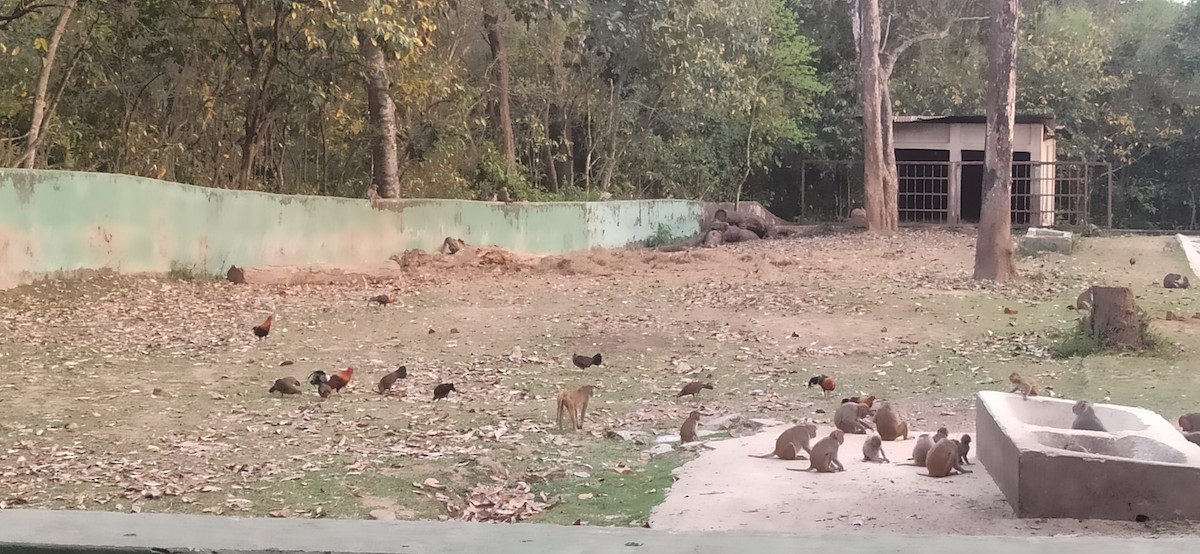 Red Junglefowl - ML619752817