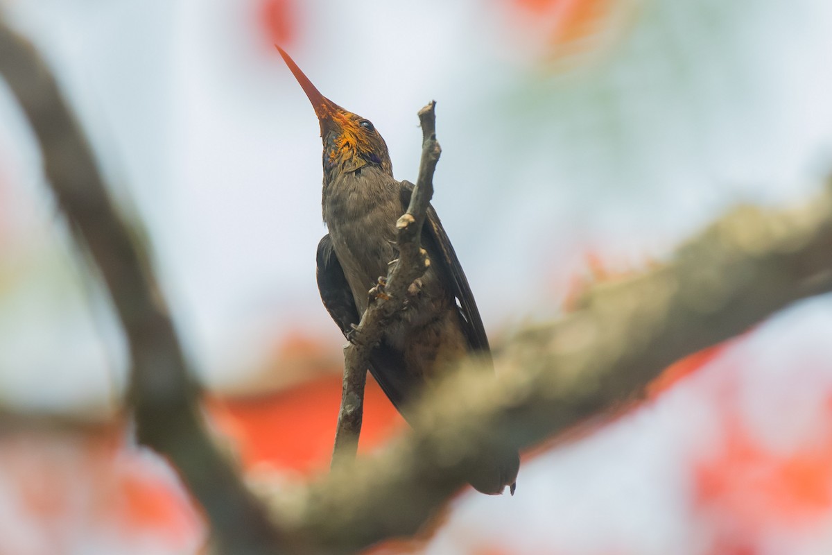 Brown Violetear - ML619752862