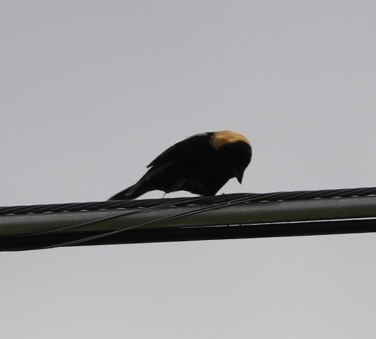 bobolink americký - ML619752893