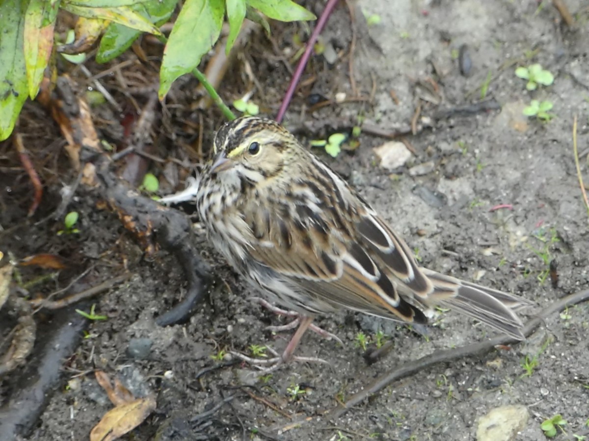 Savannah Sparrow - ML619752904