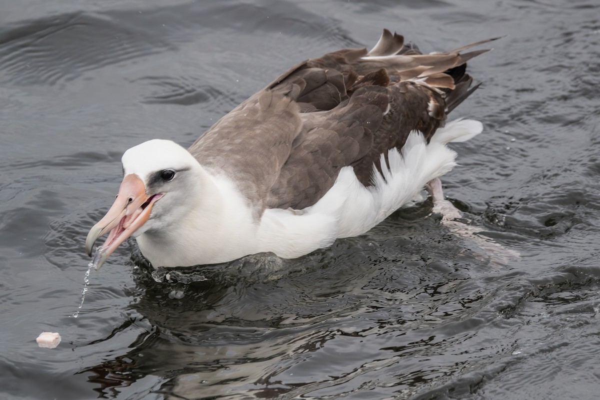 albatros laysanský - ML619752910