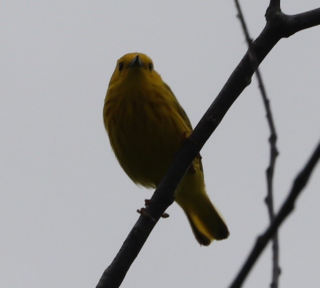 Yellow Warbler - ML619752913