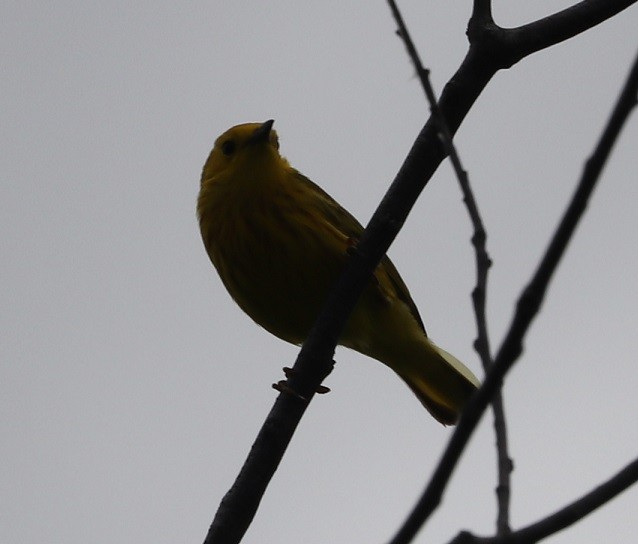 Paruline jaune - ML619752915