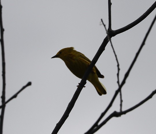 Paruline jaune - ML619752916