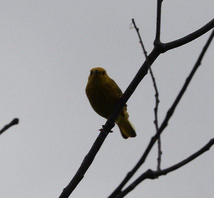 Yellow Warbler - ML619752917