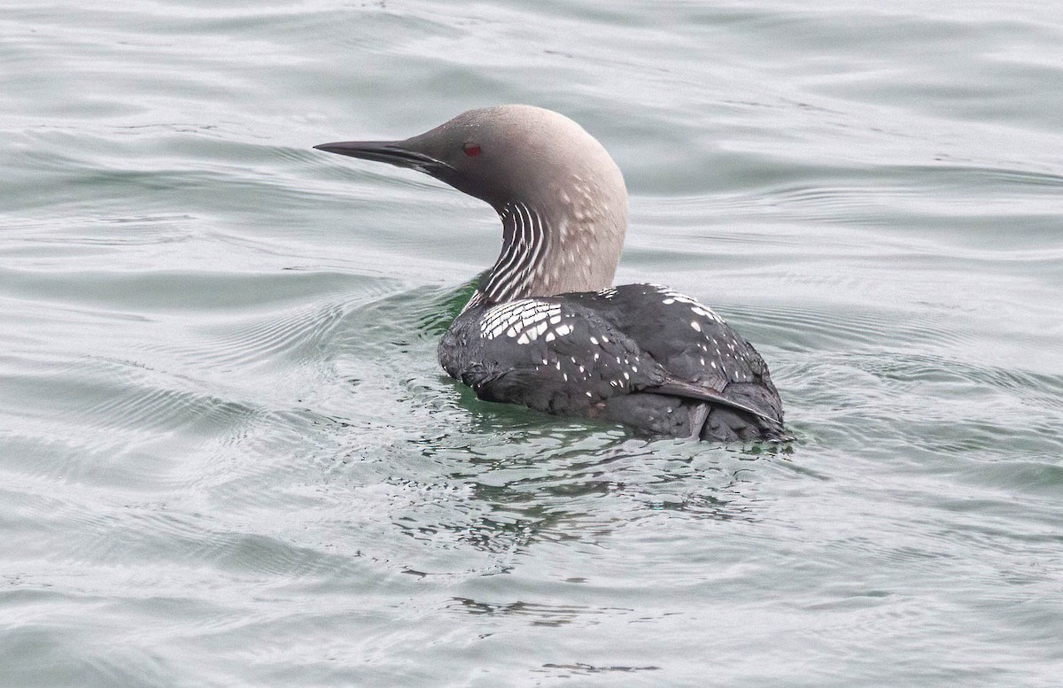 Pacific Loon - ML619752932