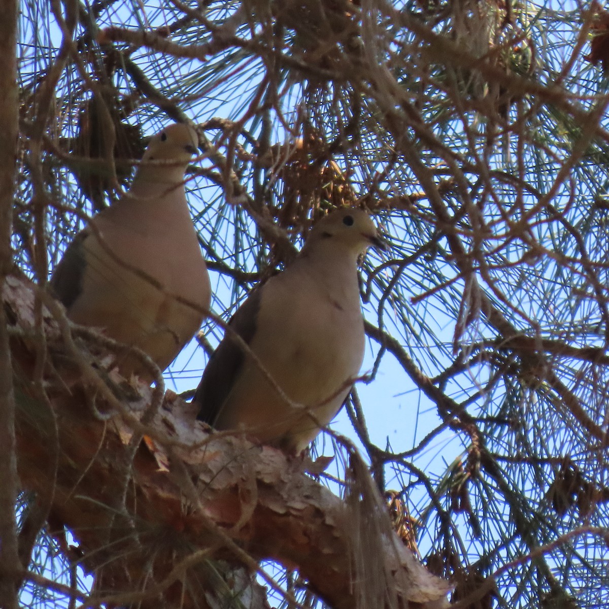 Mourning Dove - ML619752954