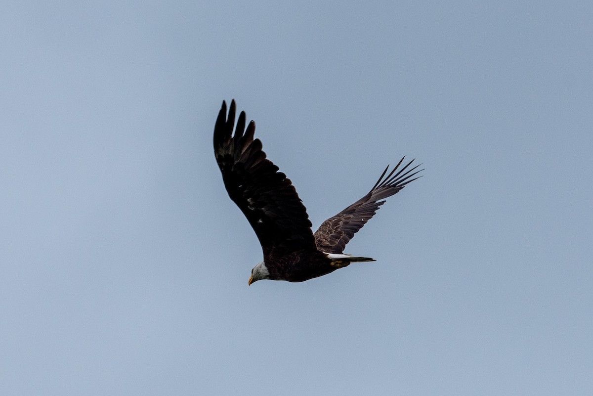 Bald Eagle - ML619752956